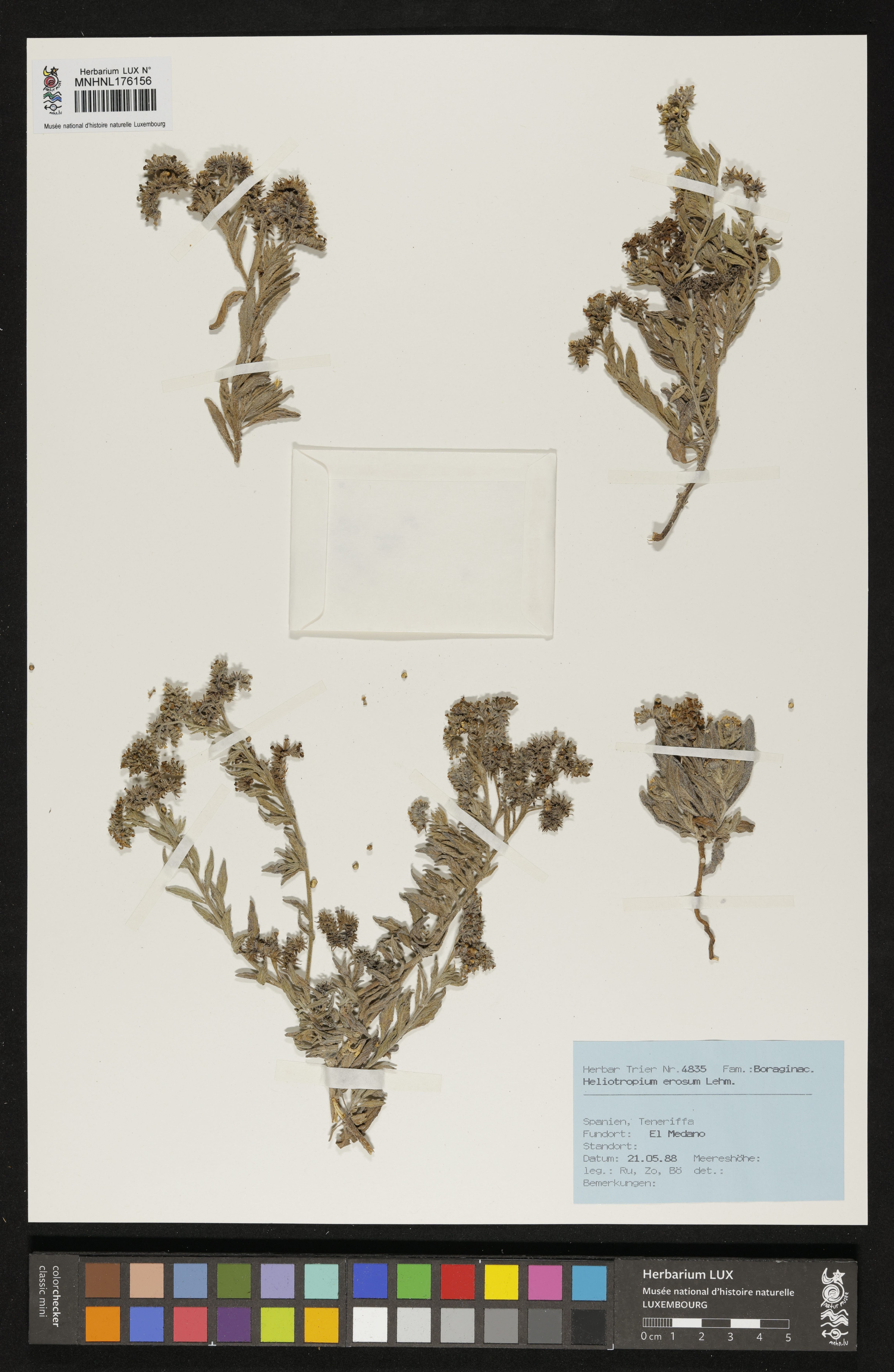 Heliotropium crispum