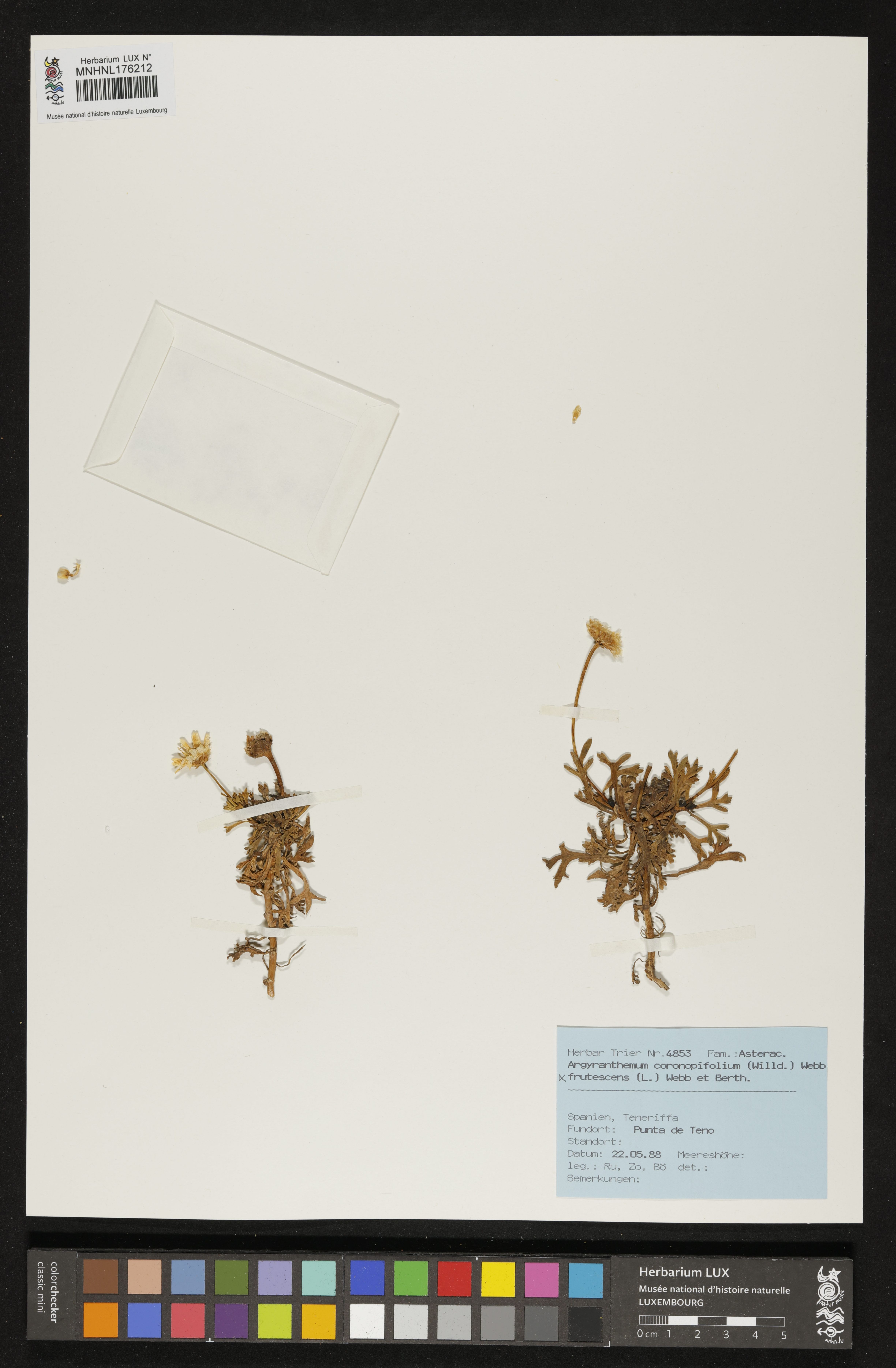 Argyranthemum coronopifolium