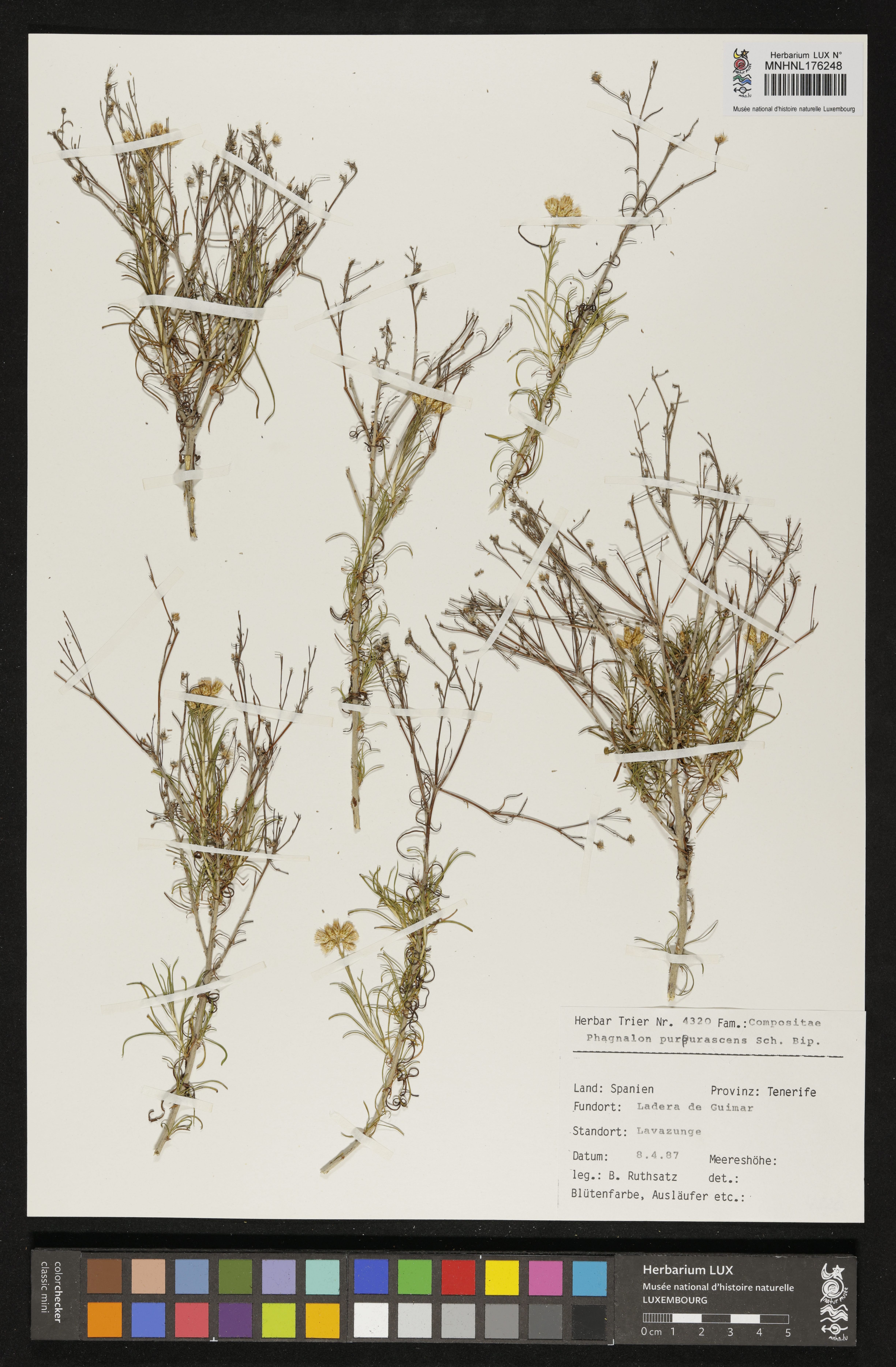 Phagnalon purpurascens