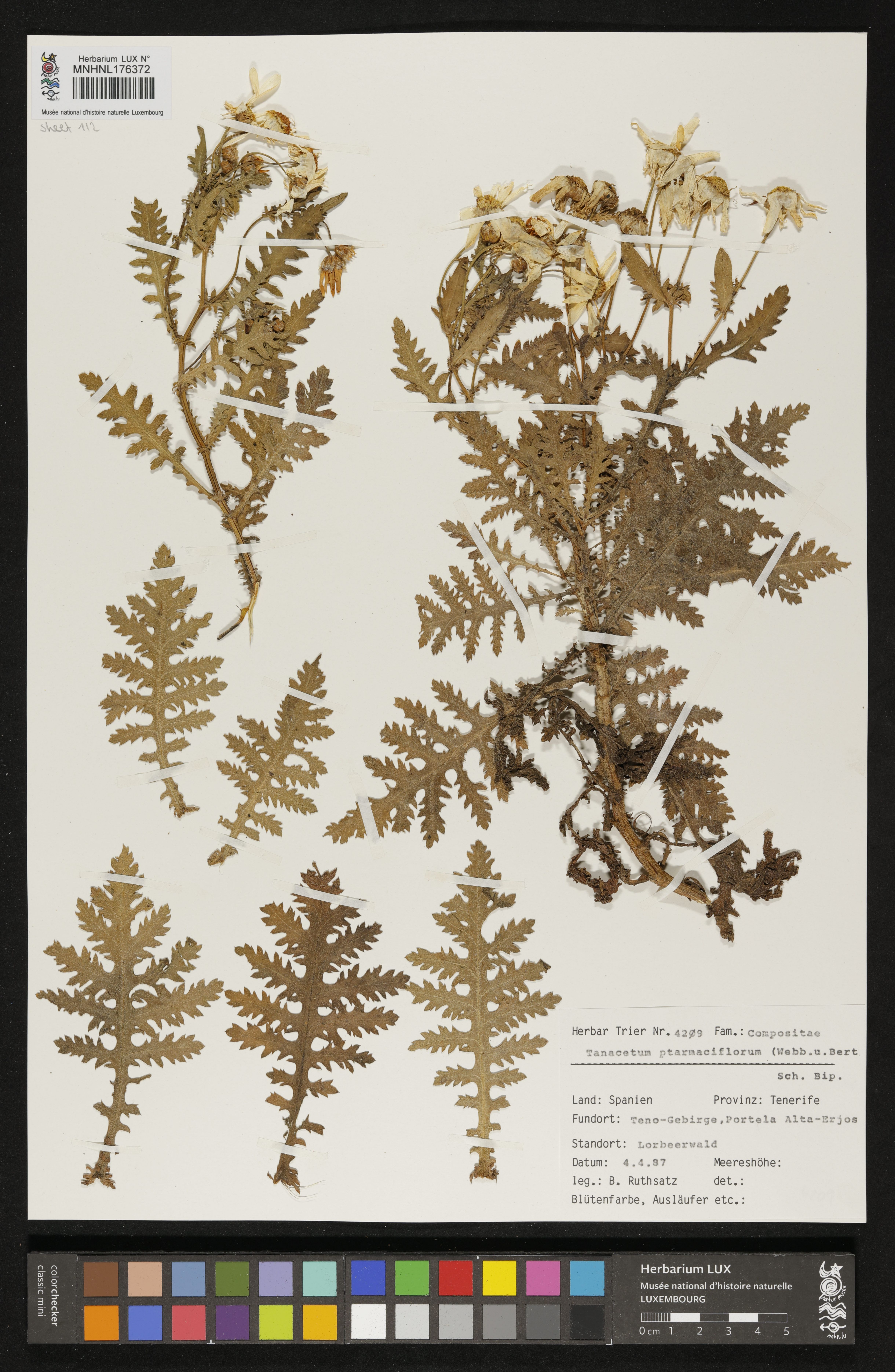 Magarza plateada