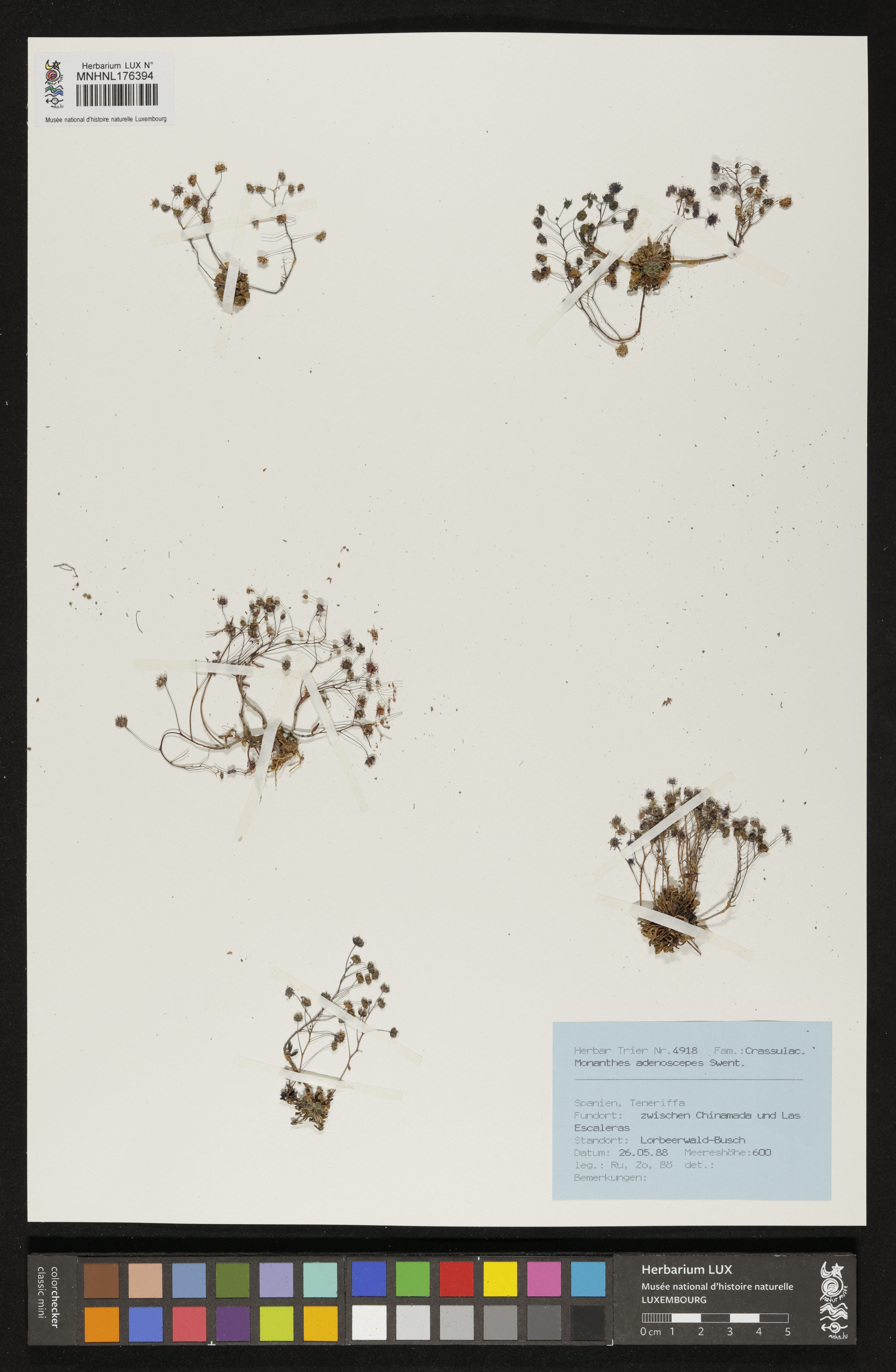Monanthes minima