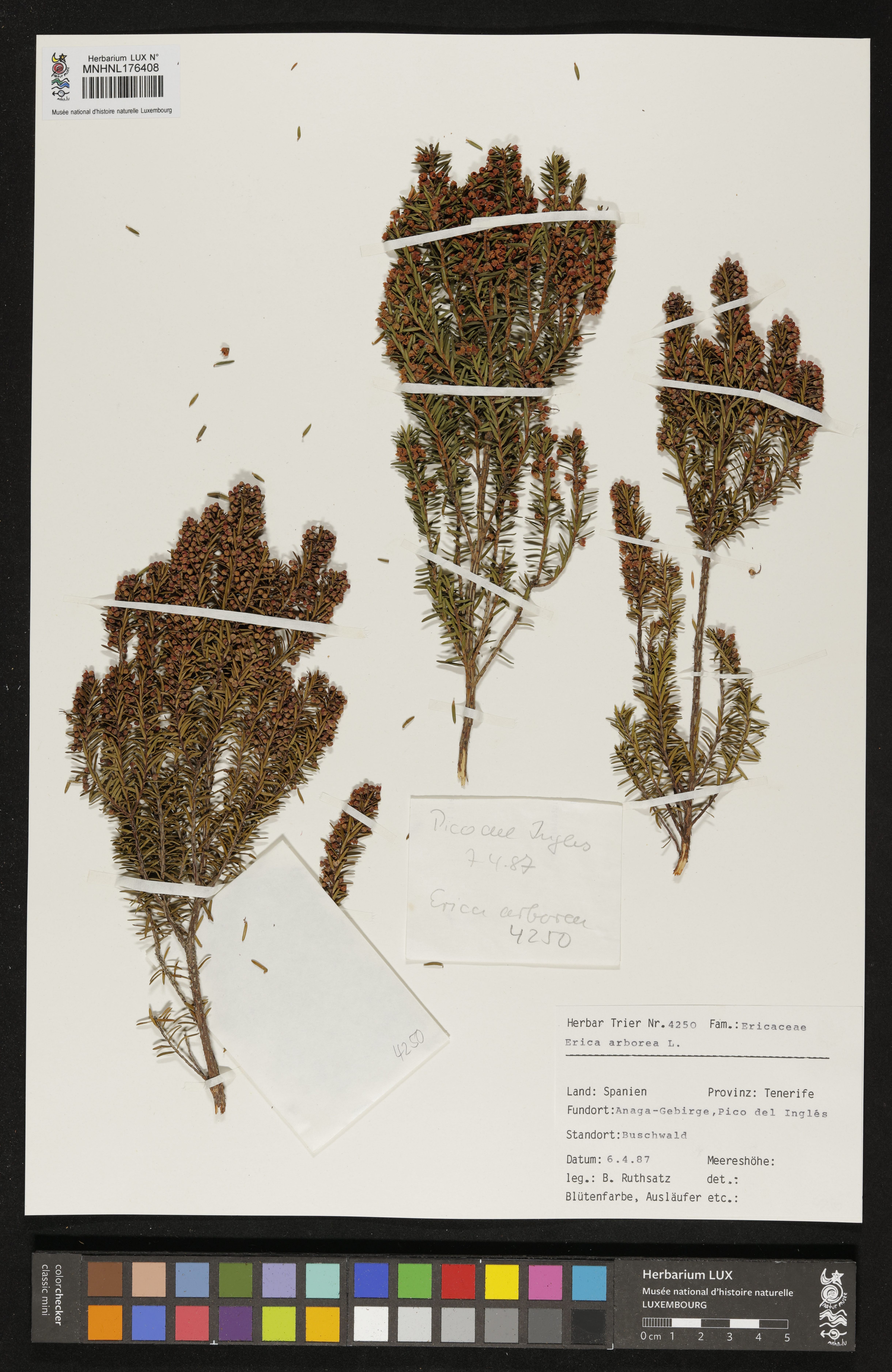 Erica arborea