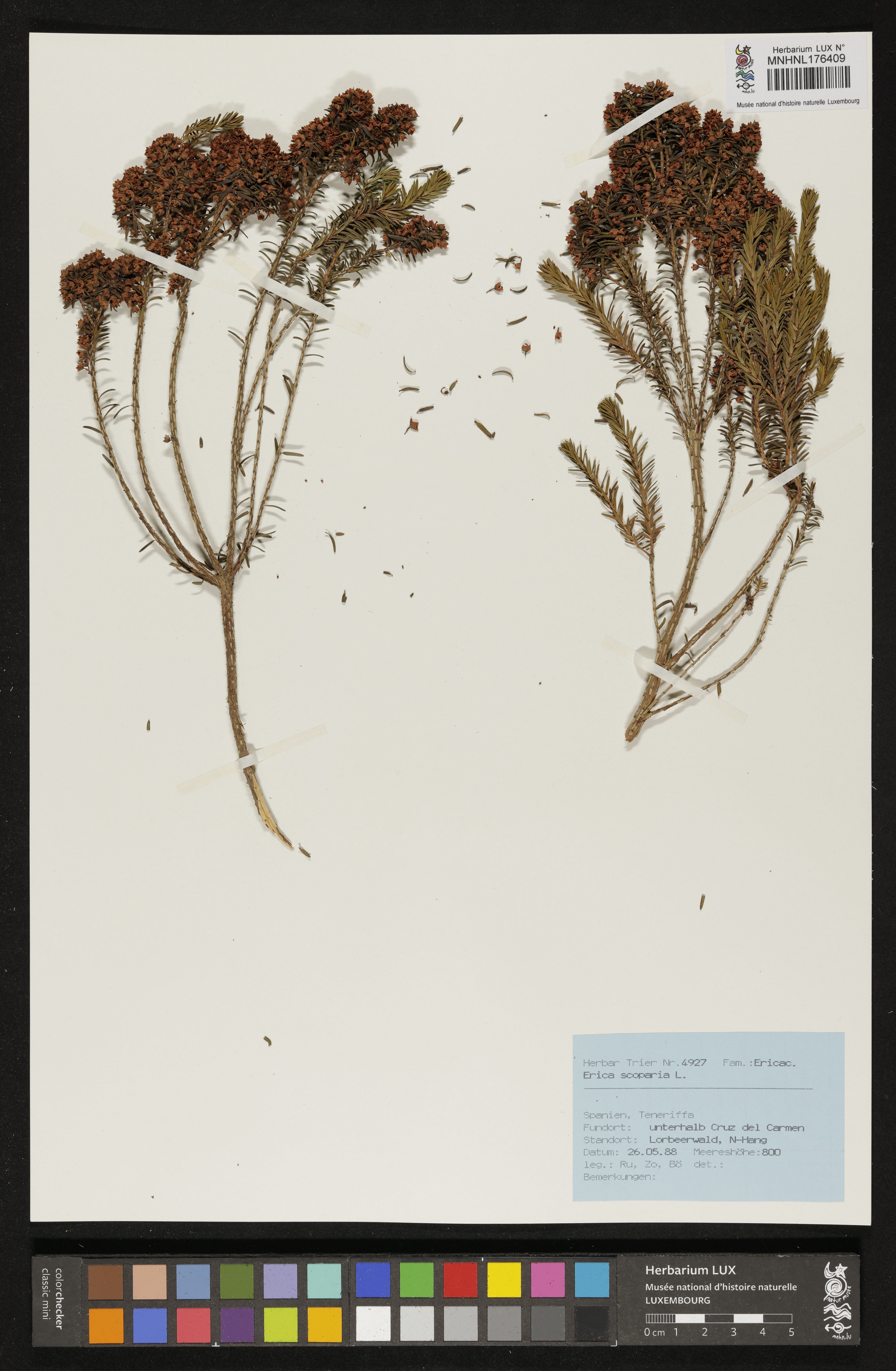 Erica scoparia