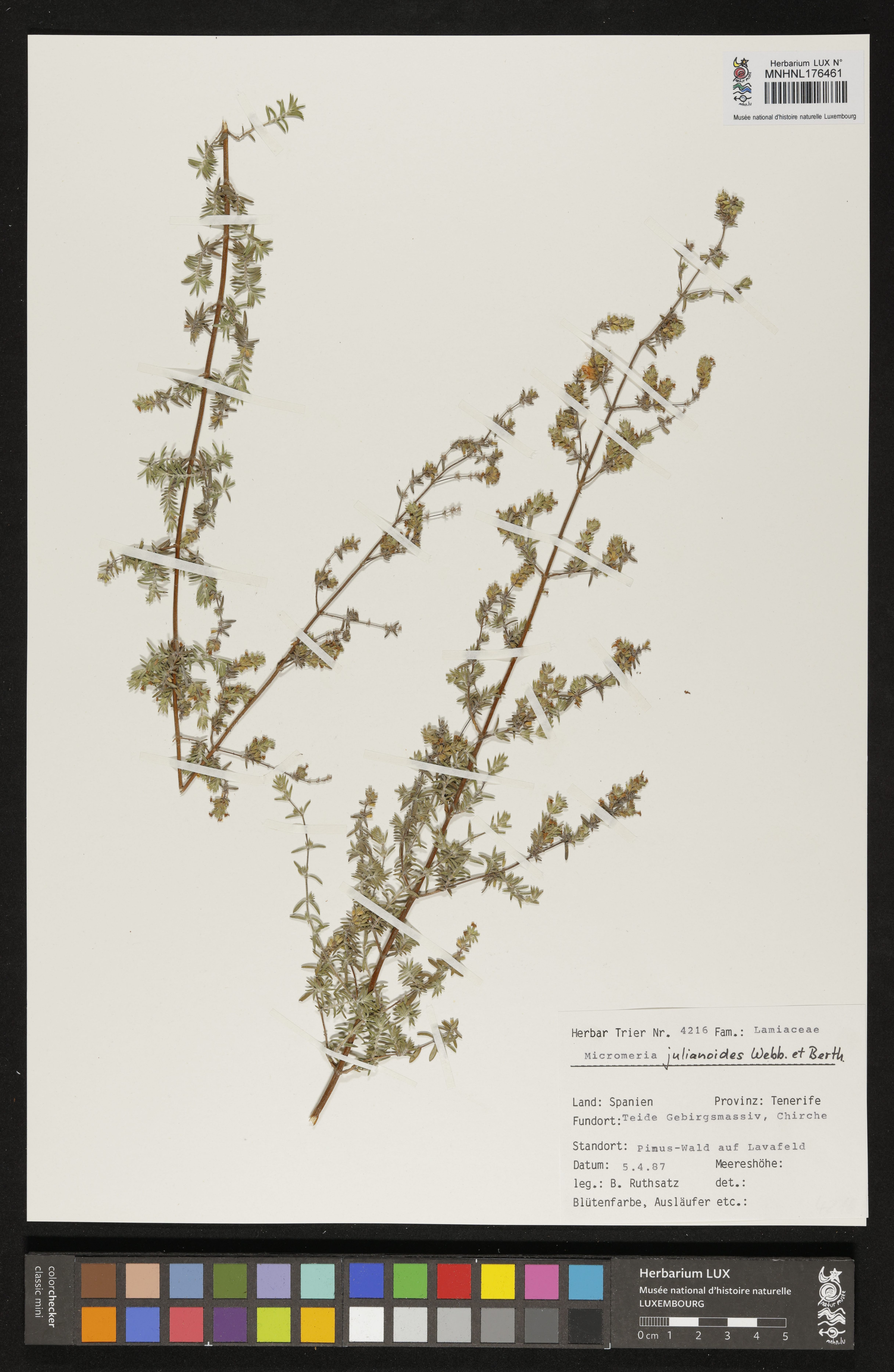Micromeria lachnophylla