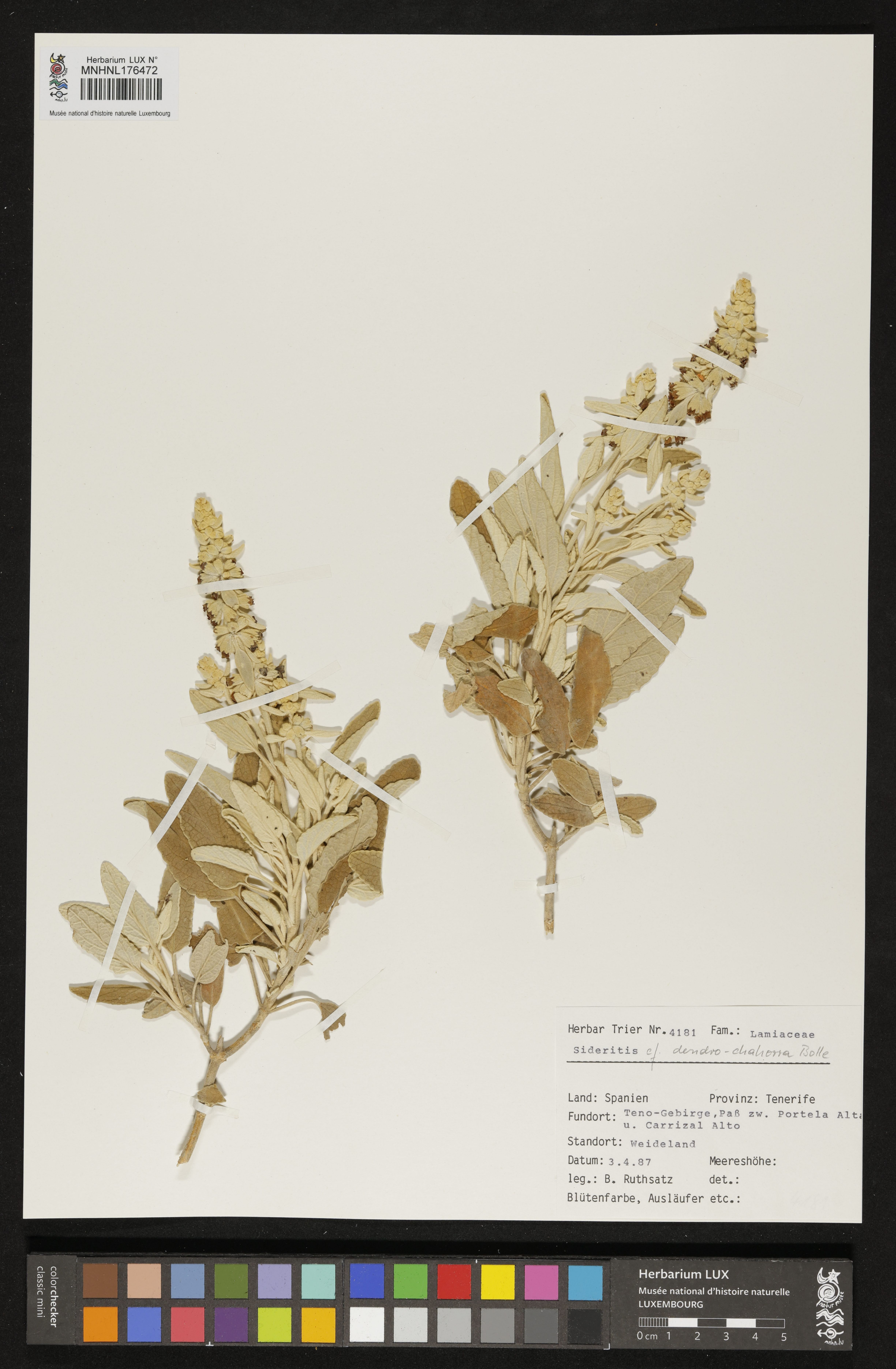 Sideritis dendrochahorra