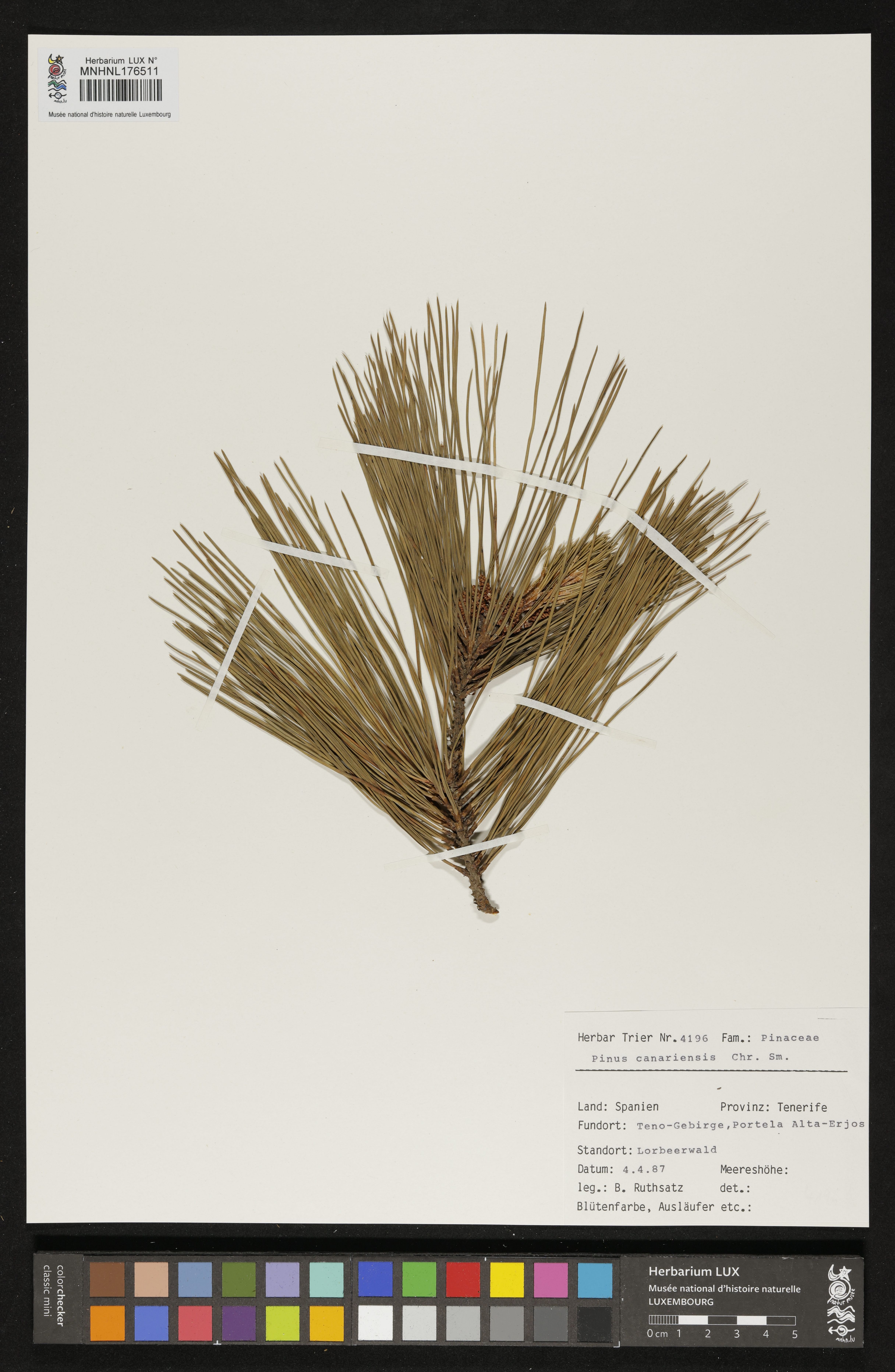Pinus canariensis
