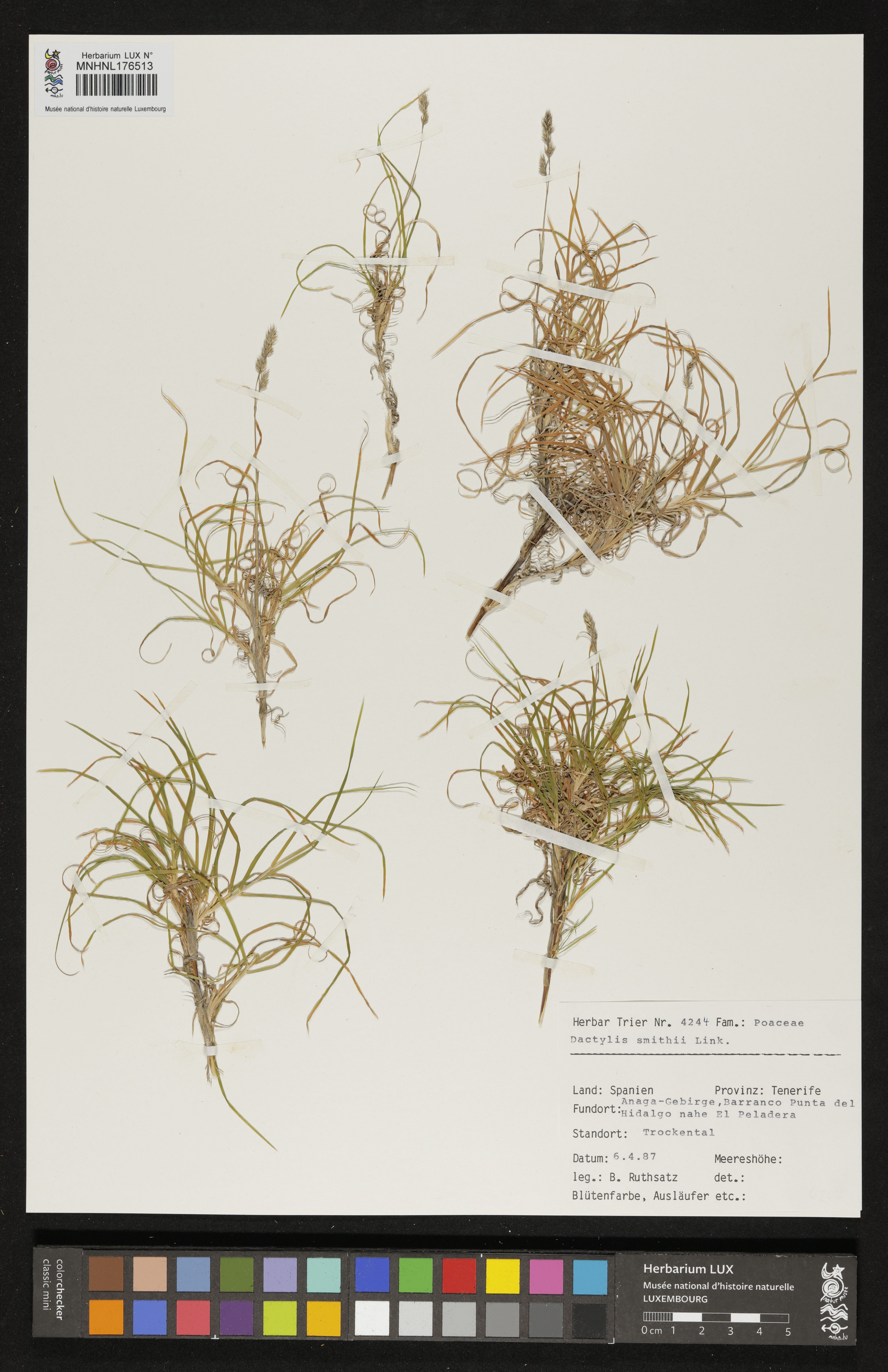 Dactylis smithii