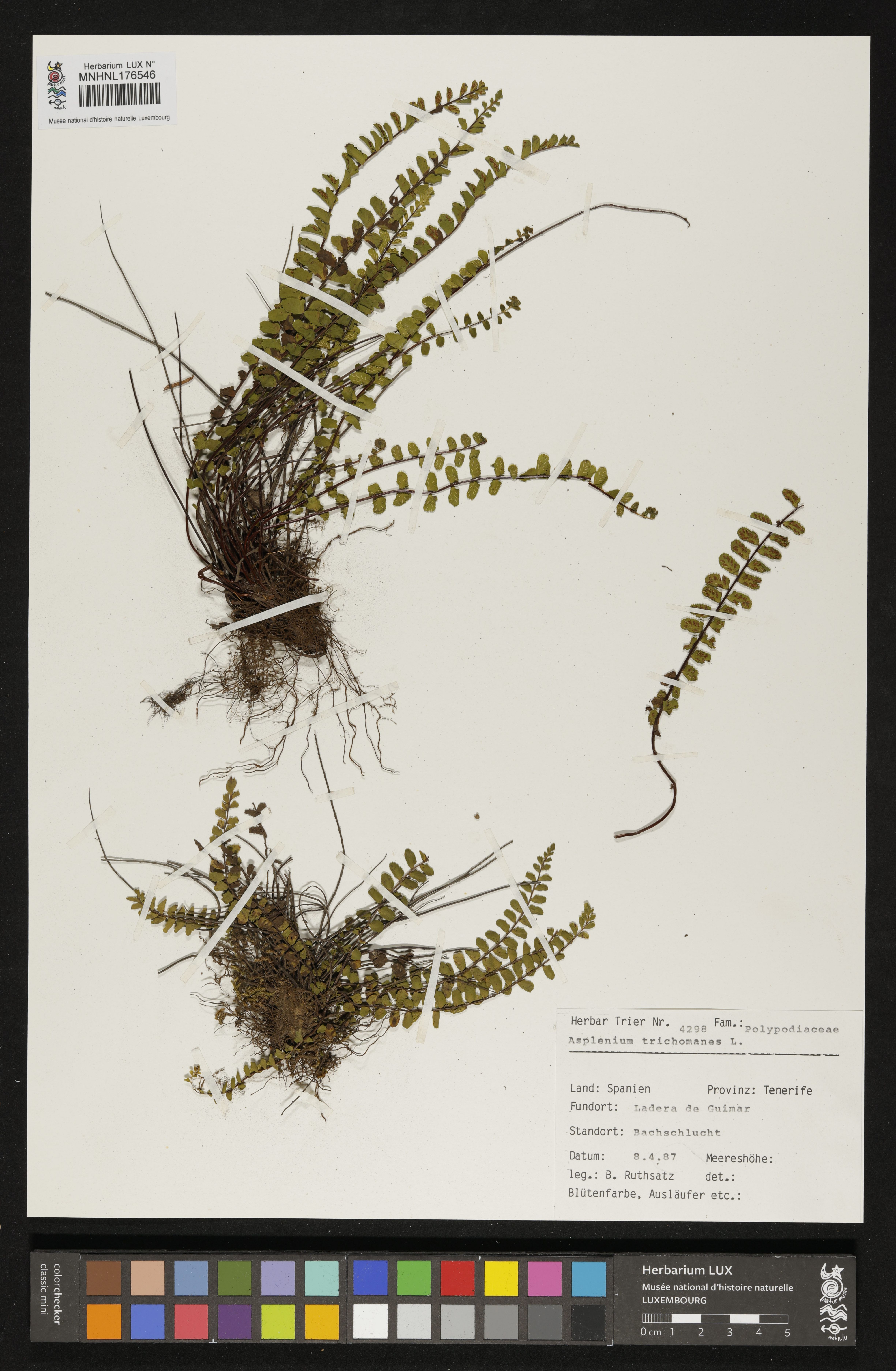 Asplenium trichomanes