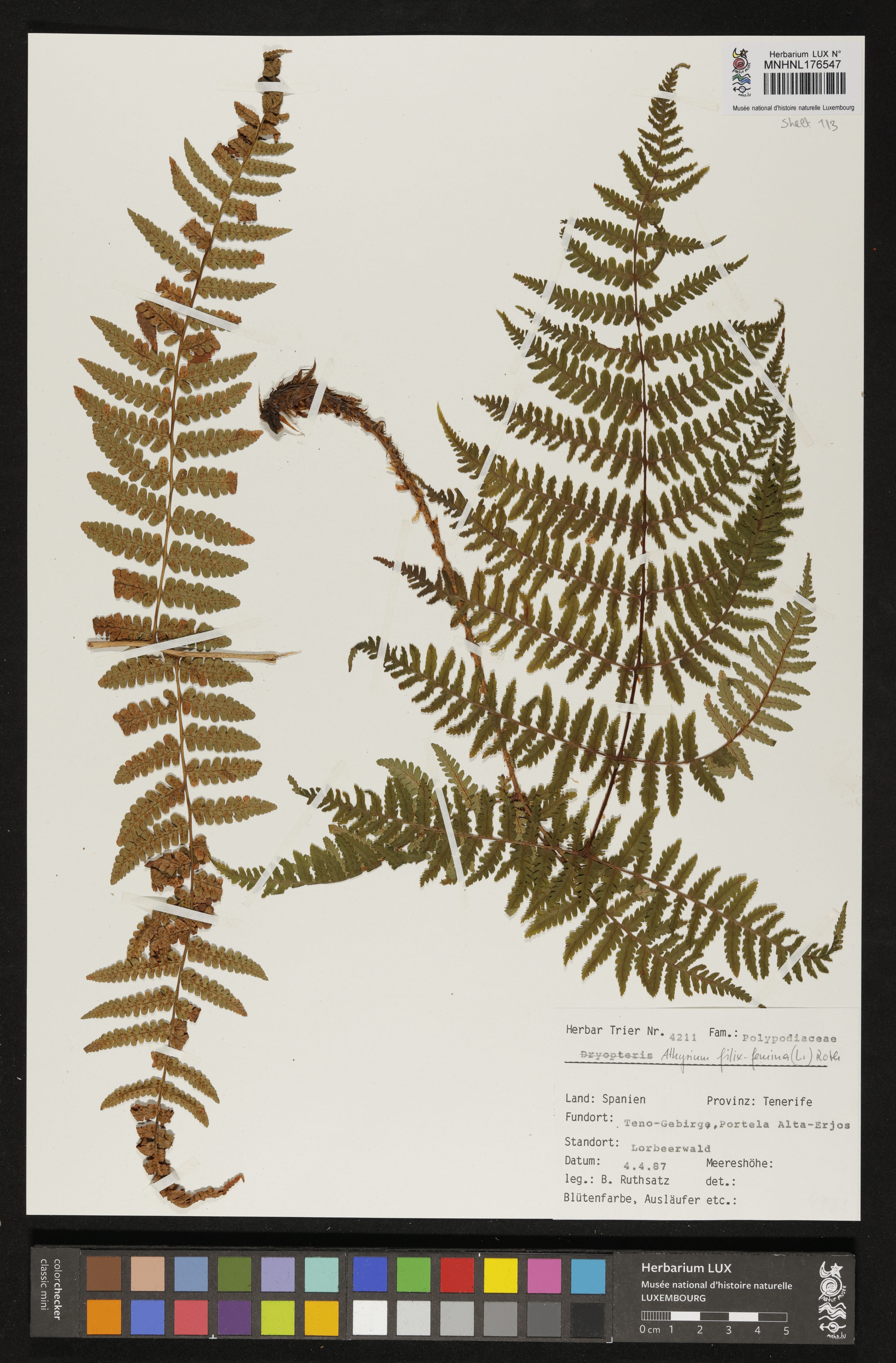 Athyrium filix-femina
