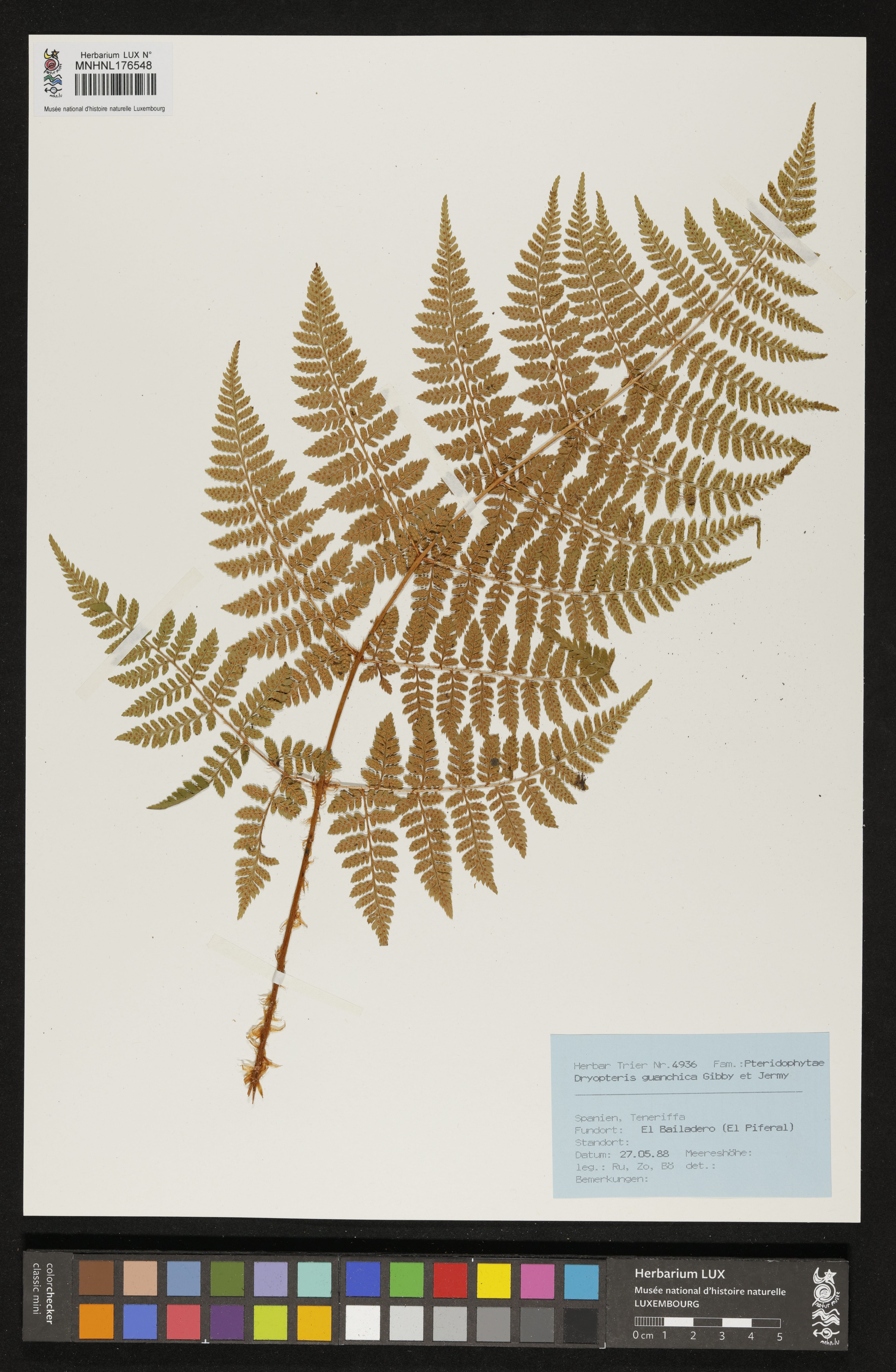 Dryopteris guanchica